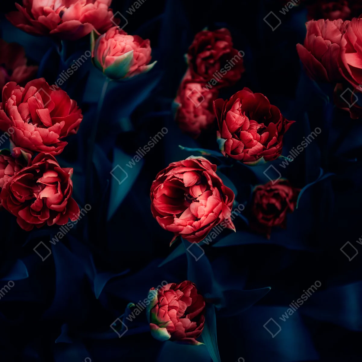 Tischaufkleber und Schreibtischaufkleber dunkler roter tulpenstrauß Tischaufkleber und Schreibtischaufkleber dunkler roter tulpenstrauß