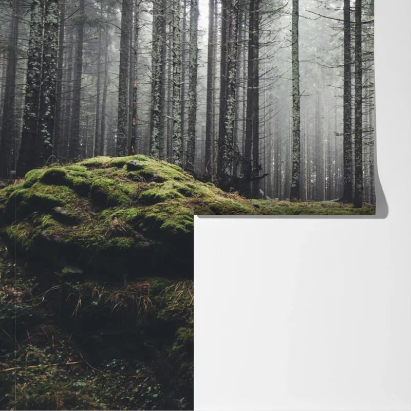 Fototapete nebliger moosbedeckter wald Fototapete nebliger moosbedeckter wald