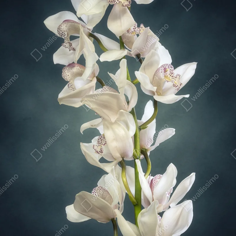 Türaufkleber zarte weiße orchideen vor gedämpftem hintergrund Türaufkleber zarte weiße orchideen vor gedämpftem hintergrund