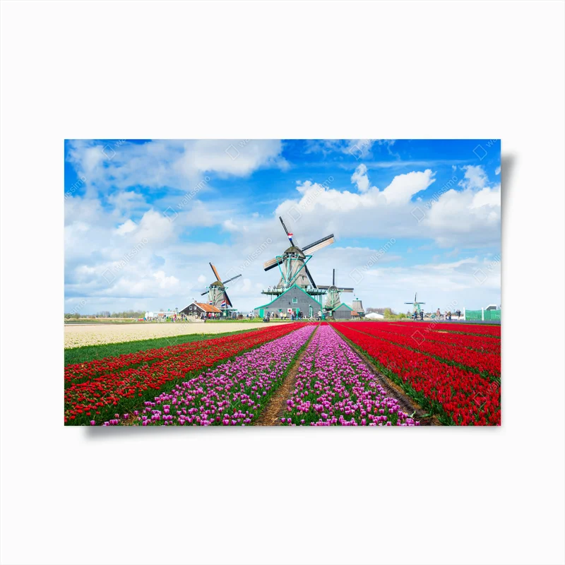 Poster tulpenfelder und niederländische windmühlen • Poster bei Wallnifity® Poster tulpenfelder und niederländische windmühlen • Poster bei Wallnifity®