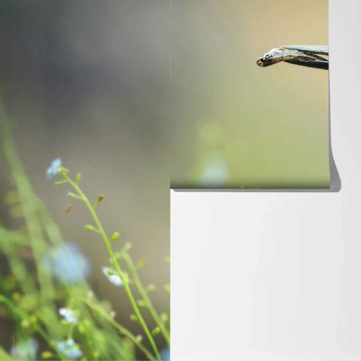 Fototapete eisvogel auf einem ast mit fisch Fototapete eisvogel auf einem ast mit fisch