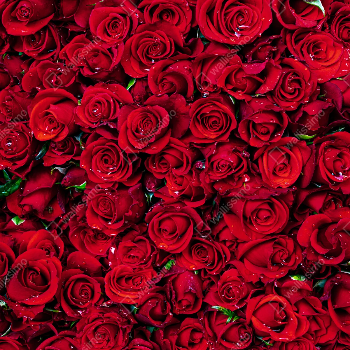 Schrankaufkleber dichte wand aus roten rosen Schrankaufkleber dichte wand aus roten rosen