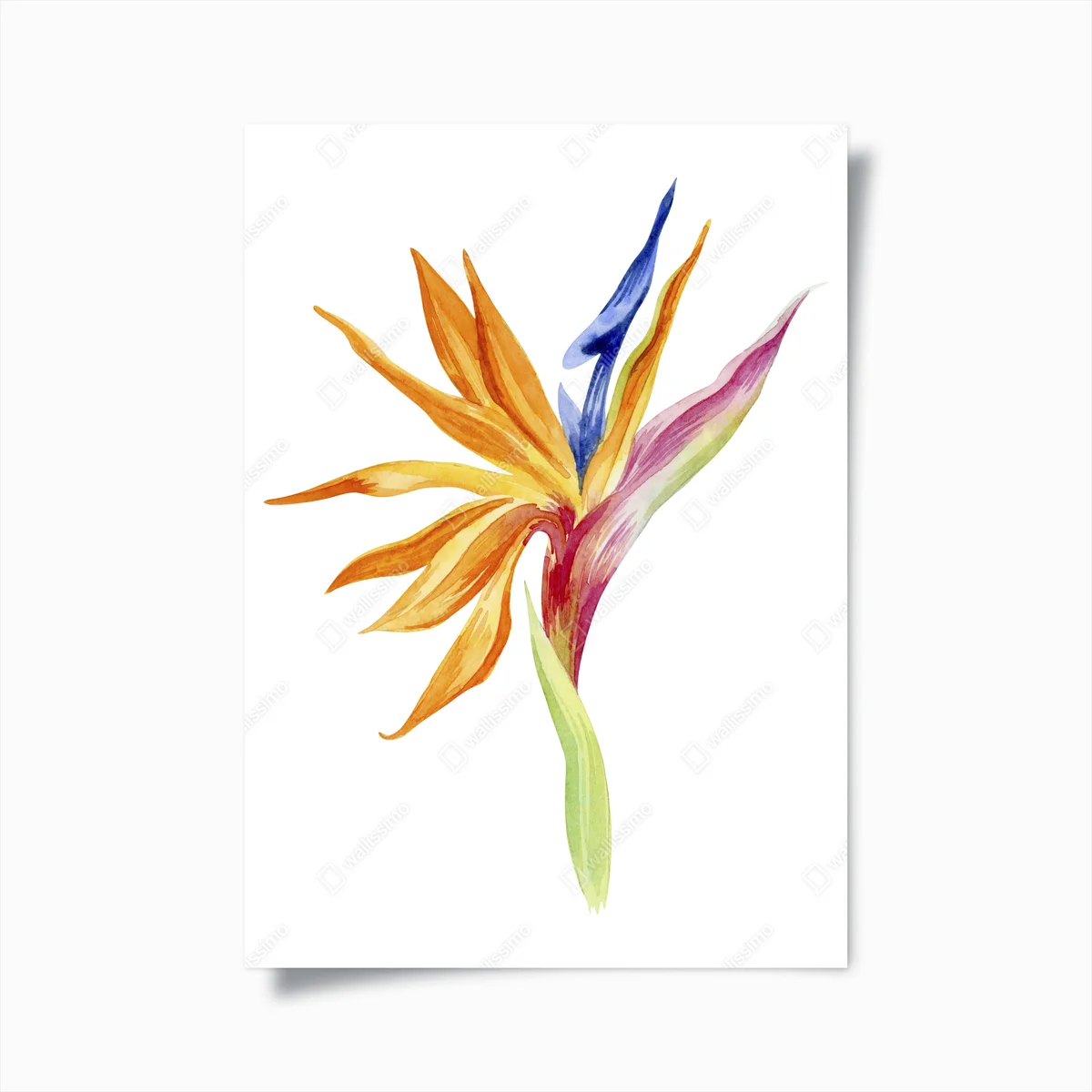 Poster strelitzia aquarell botanikmotiv • Poster bei Wallnifity® Poster strelitzia aquarell botanikmotiv • Poster bei Wallnifity®