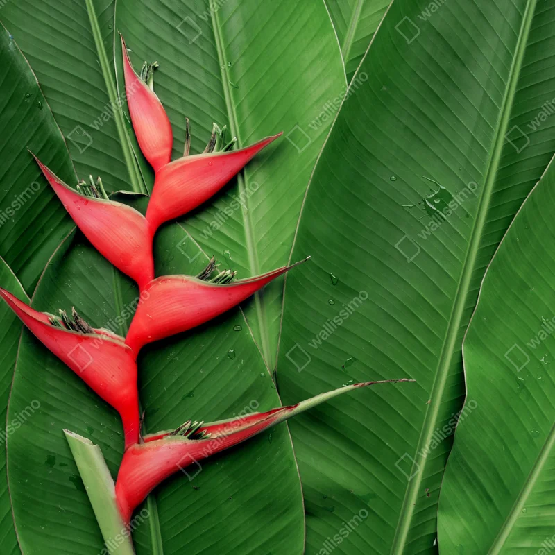 Fototapete leuchtende heliconia auf tropischen blättern Fototapete leuchtende heliconia auf tropischen blättern