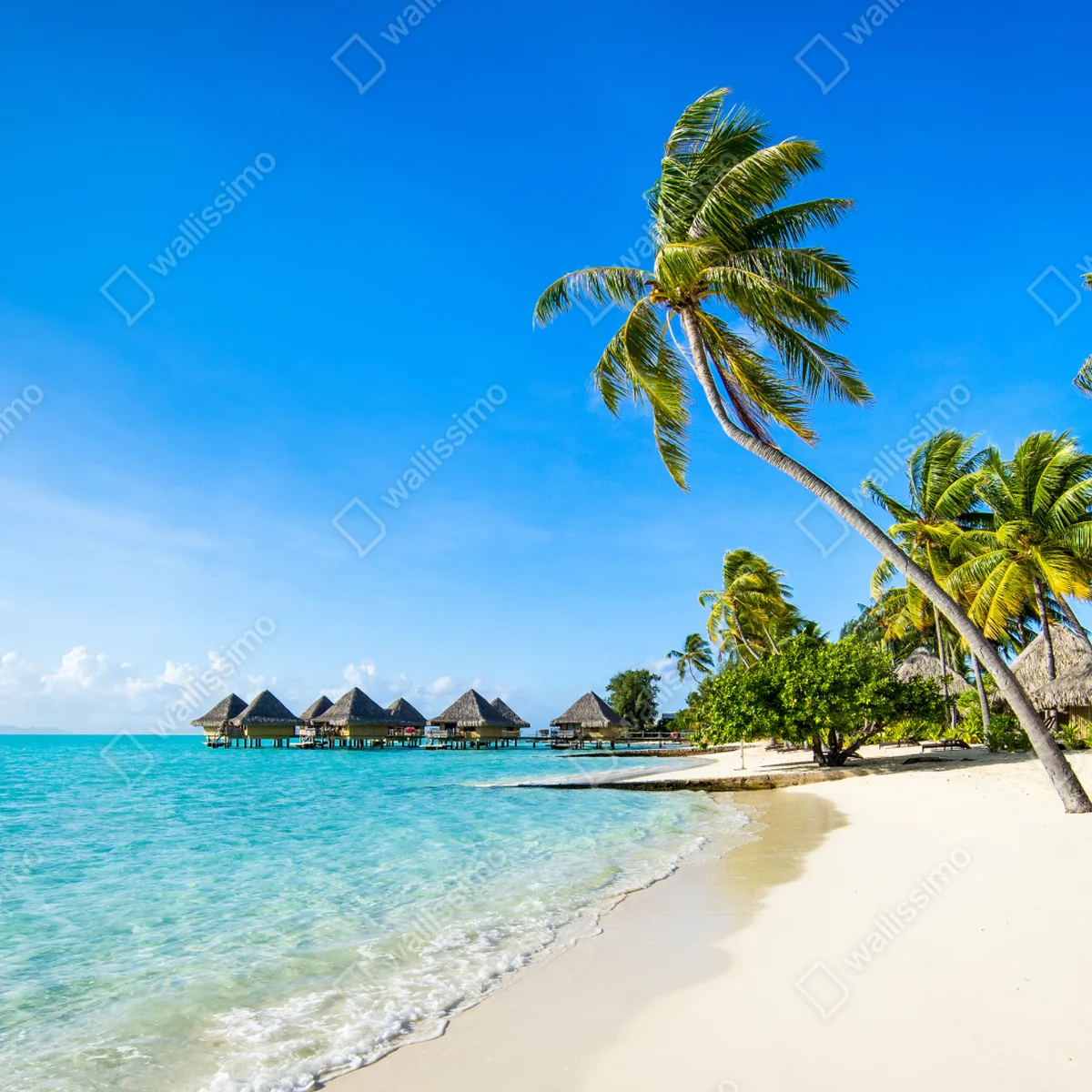 Fototapete tropischer türkisfarbener strand mit palmen Fototapete tropischer türkisfarbener strand mit palmen
