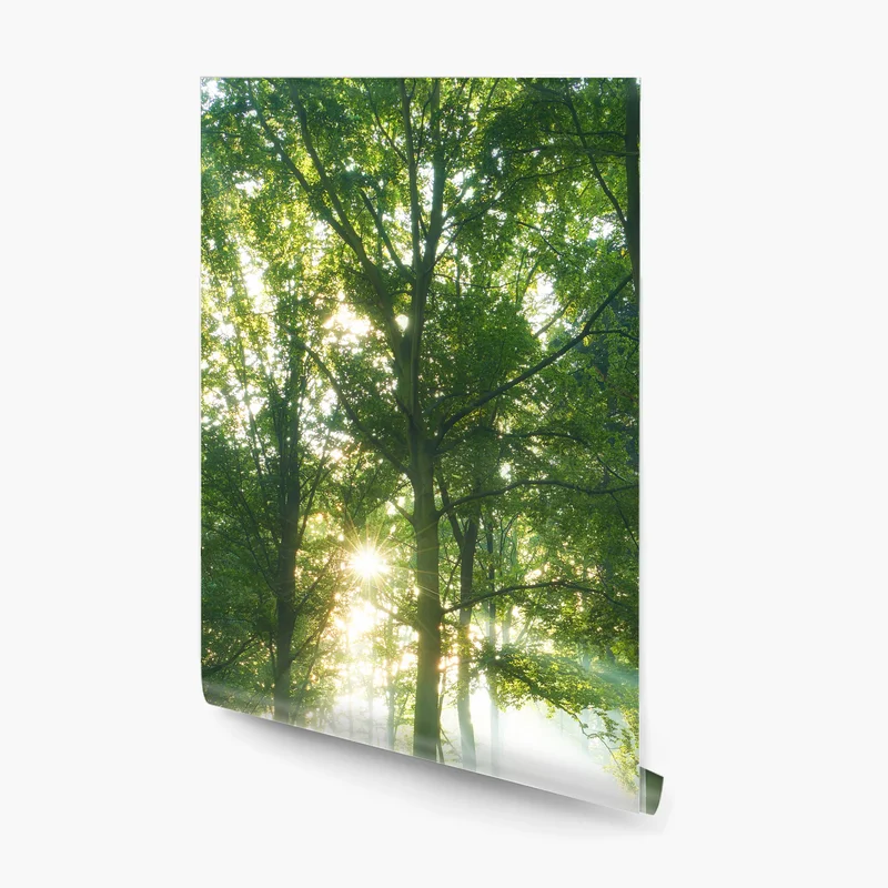 Fototapeta poranne światło w lesie Fototapeta poranne światło w lesie