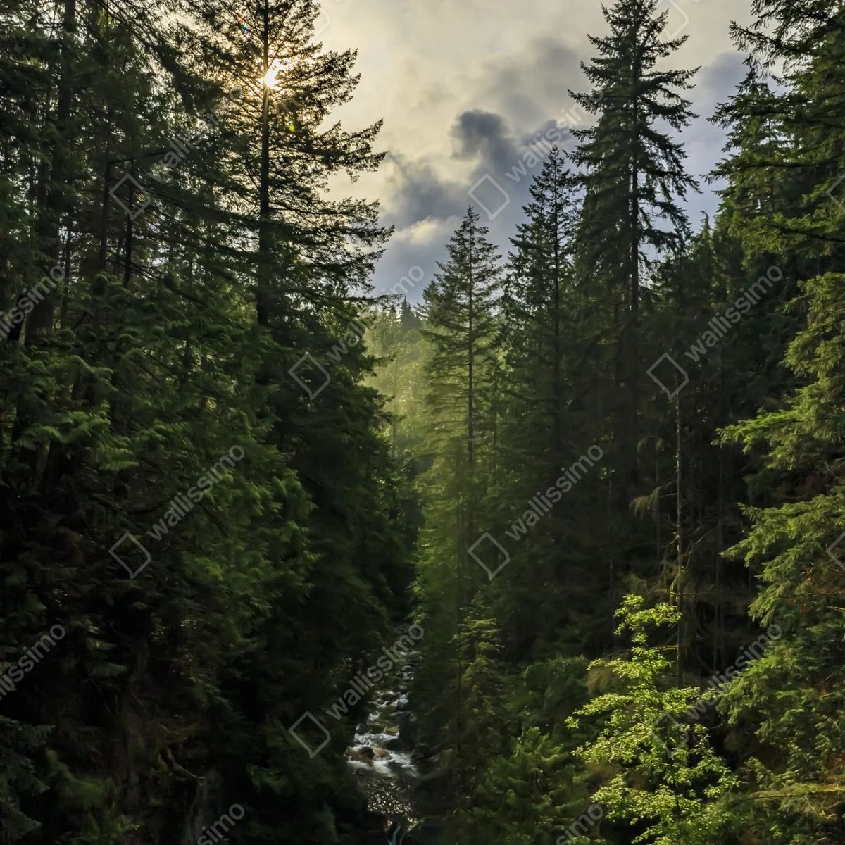 Repositionierbarer Aufkleber nebliger immergrüner wald mit wasserfall Repositionierbarer Aufkleber nebliger immergrüner wald mit wasserfall
