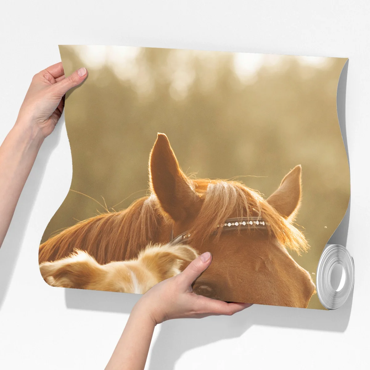 Fototapete sonnige gefährten: hund und pferd Fototapete sonnige gefährten: hund und pferd