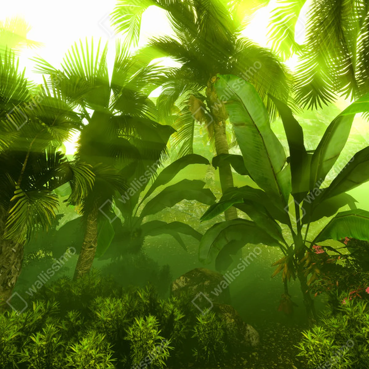 Poster Morgennebel im dichten tropischen Regenwald • Poster bei Wallnifity® Poster Morgennebel im dichten tropischen Regenwald • Poster bei Wallnifity®