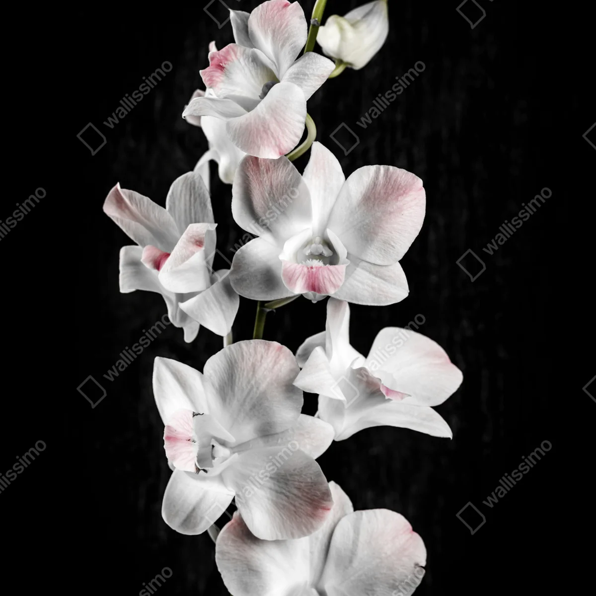 Türaufkleber weiße und rosa orchidee vor schwarzem hintergrund Türaufkleber weiße und rosa orchidee vor schwarzem hintergrund