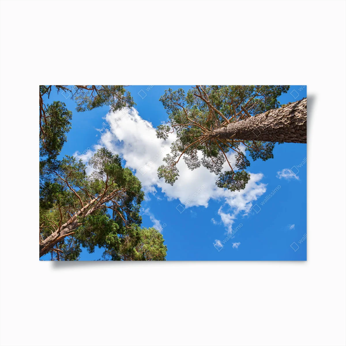 Poster Kronen von hohen Kiefern über seinem Kopf im Wald gegen b • Poster bei Wallnifity® Poster Kronen von hohen Kiefern über seinem Kopf im Wald gegen b • Poster bei Wallnifity®