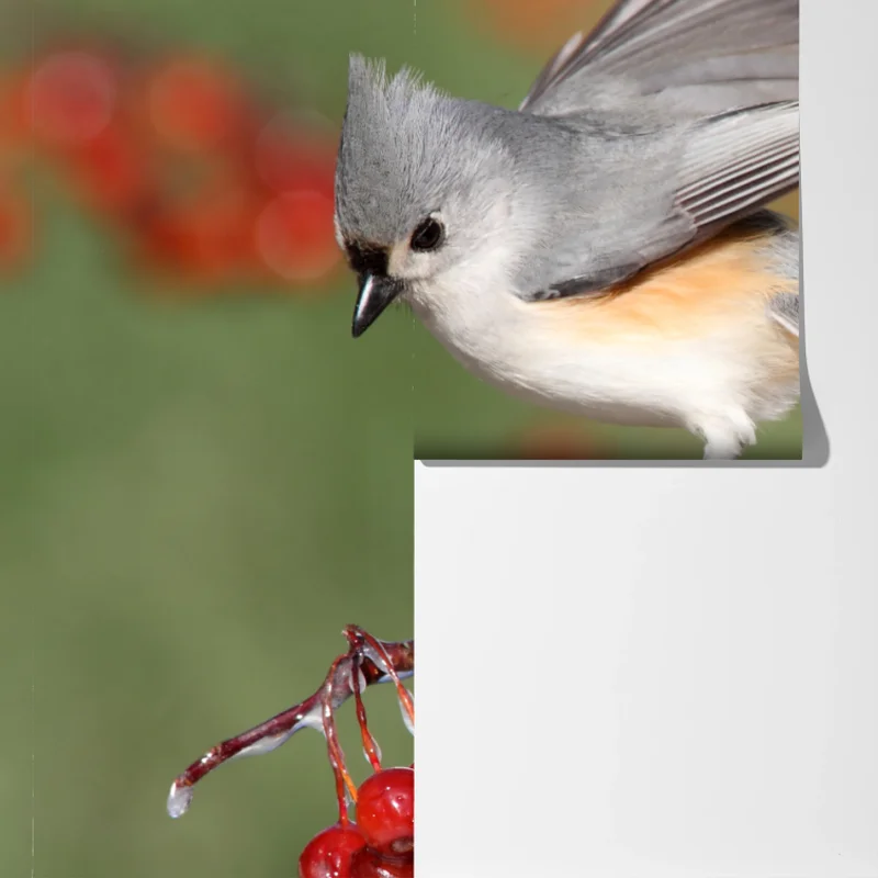 Fototapete grauer vogel auf roten beeren Fototapete grauer vogel auf roten beeren