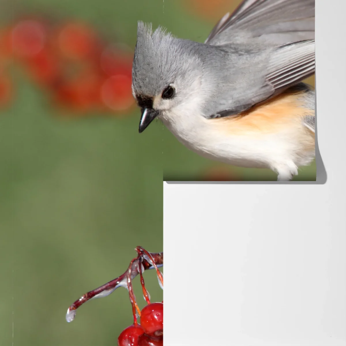 Fototapete grauer vogel auf roten beeren Fototapete grauer vogel auf roten beeren