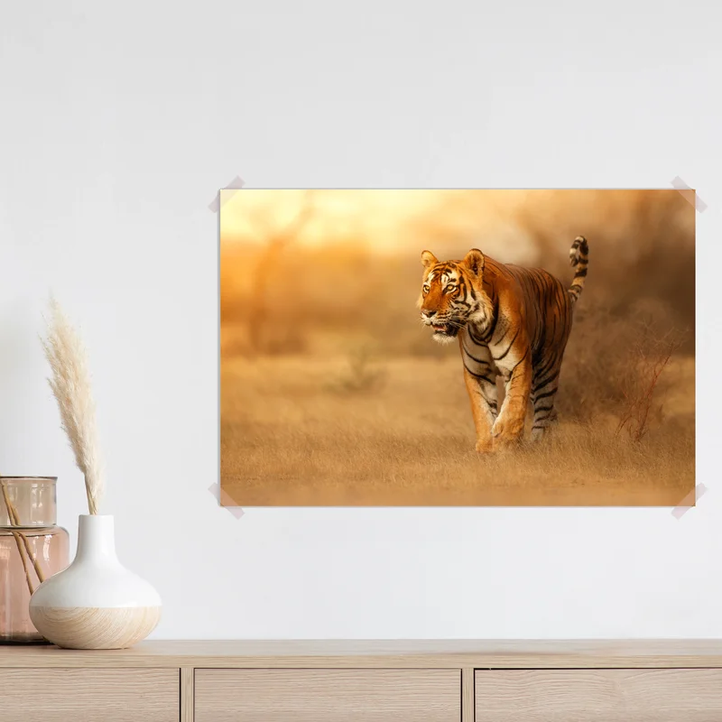 Poster majestätischer tiger im goldenen licht Poster majestätischer tiger im goldenen licht