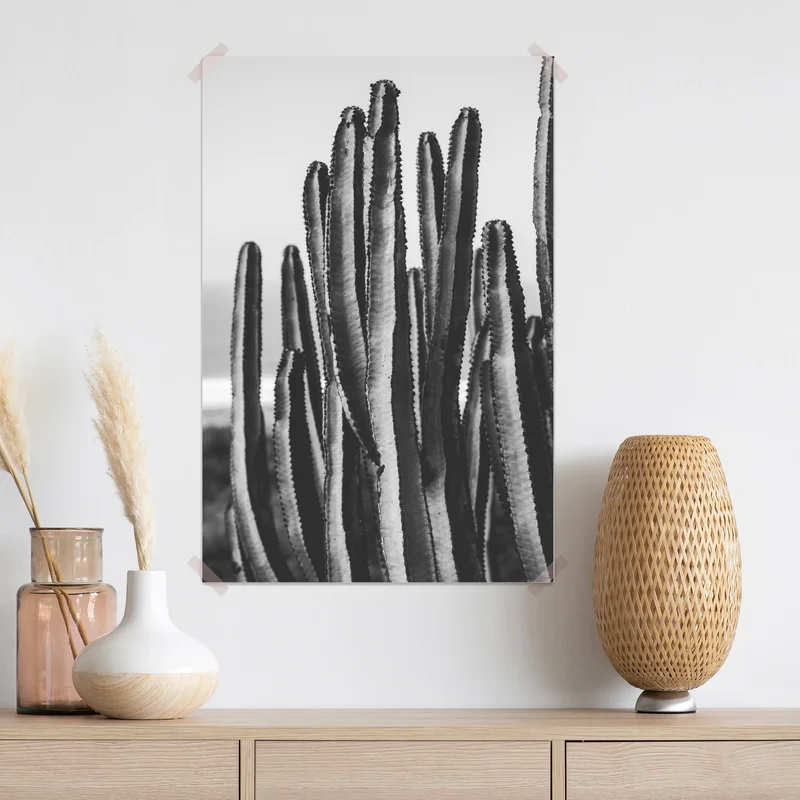 Poster schwarzweiß kaktus nahaufnahme Poster schwarzweiß kaktus nahaufnahme