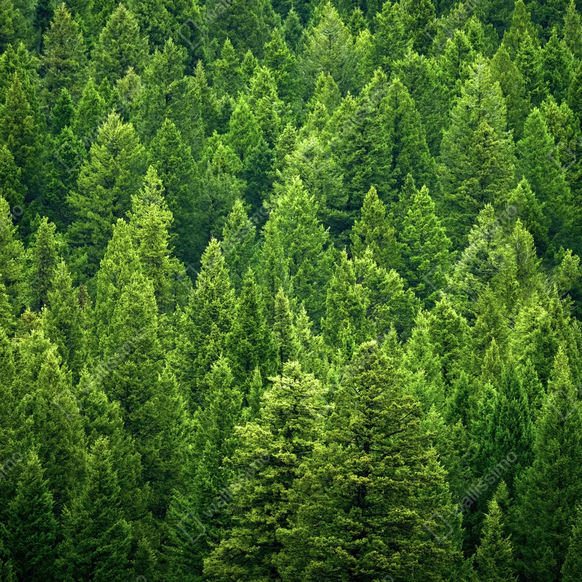 Leinwandbild üppige kronen eines kieferwaldes Leinwandbild üppige kronen eines kieferwaldes