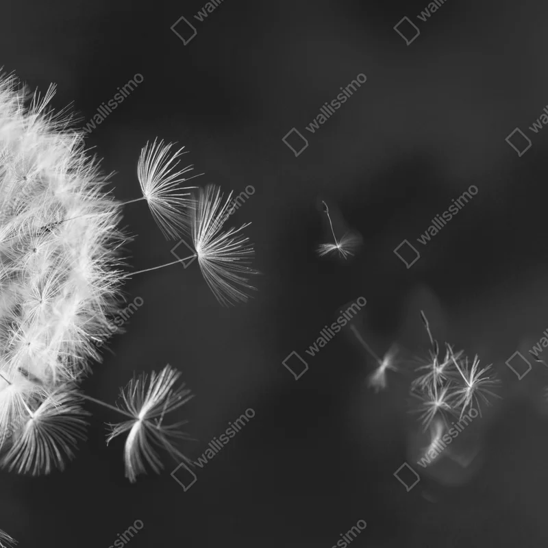 Fototapete schwebende löwenzahnsamen Fototapete schwebende löwenzahnsamen
