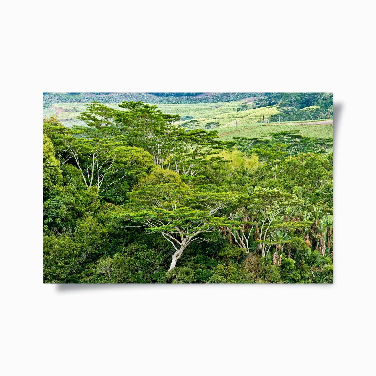 Poster Regenwald-Mauritius • Poster bei Wallnifity® Poster Regenwald-Mauritius • Poster bei Wallnifity®