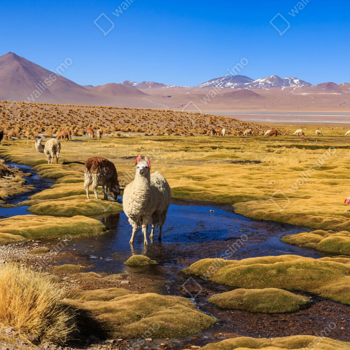 Leinwandbild lama auf dem altiplano der Anden Leinwandbild lama auf dem altiplano der Anden
