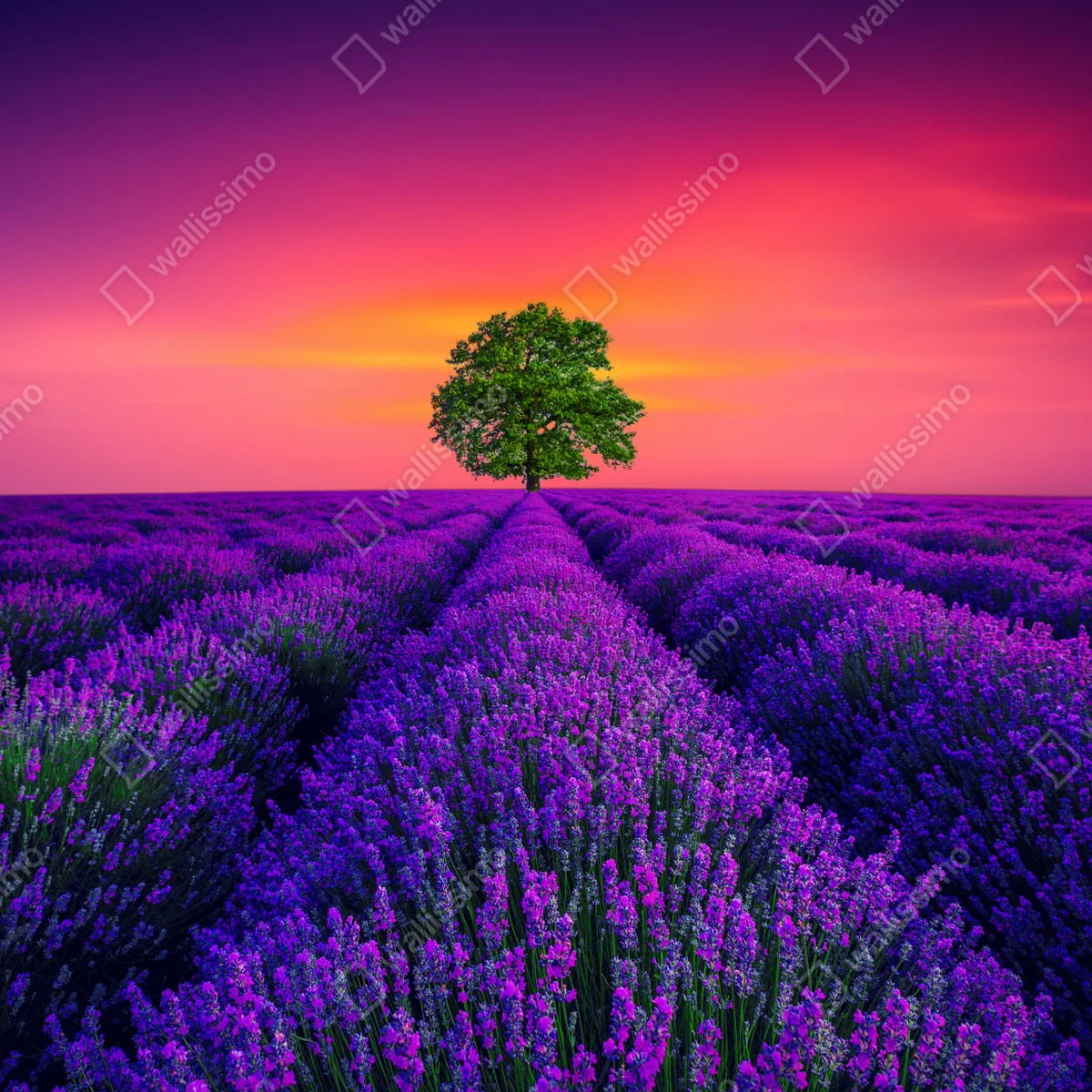 Tischaufkleber und Schreibtischaufkleber lavendelfeld bei sonnenuntergang mit einsamem baum Tischaufkleber und Schreibtischaufkleber lavendelfeld bei sonnenuntergang mit einsamem baum