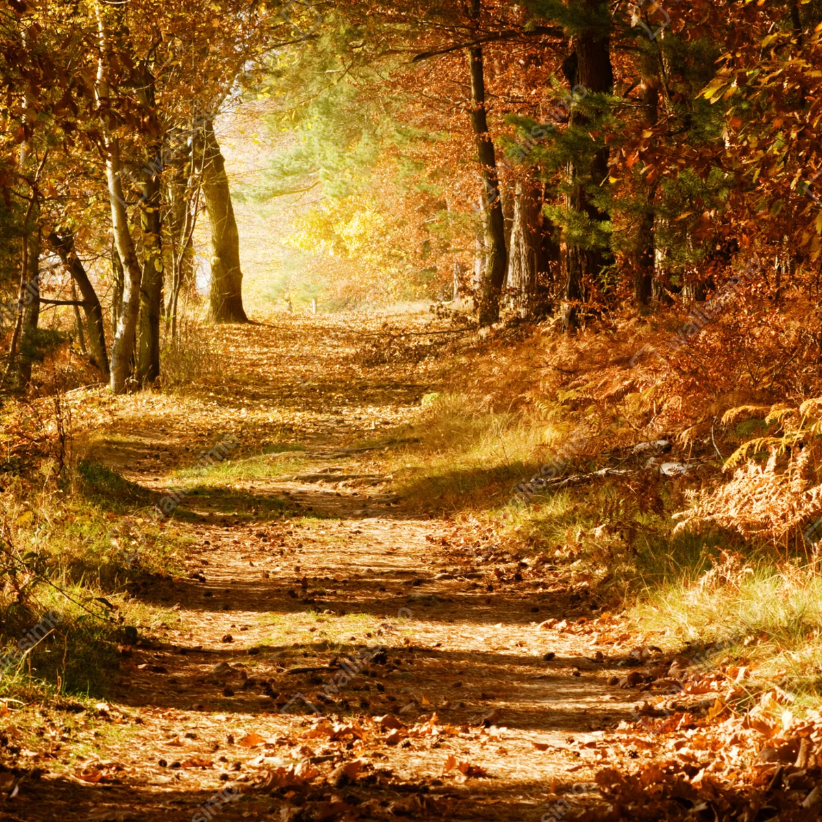 Poster herbstlicher waldweg mit goldenem licht Poster herbstlicher waldweg mit goldenem licht