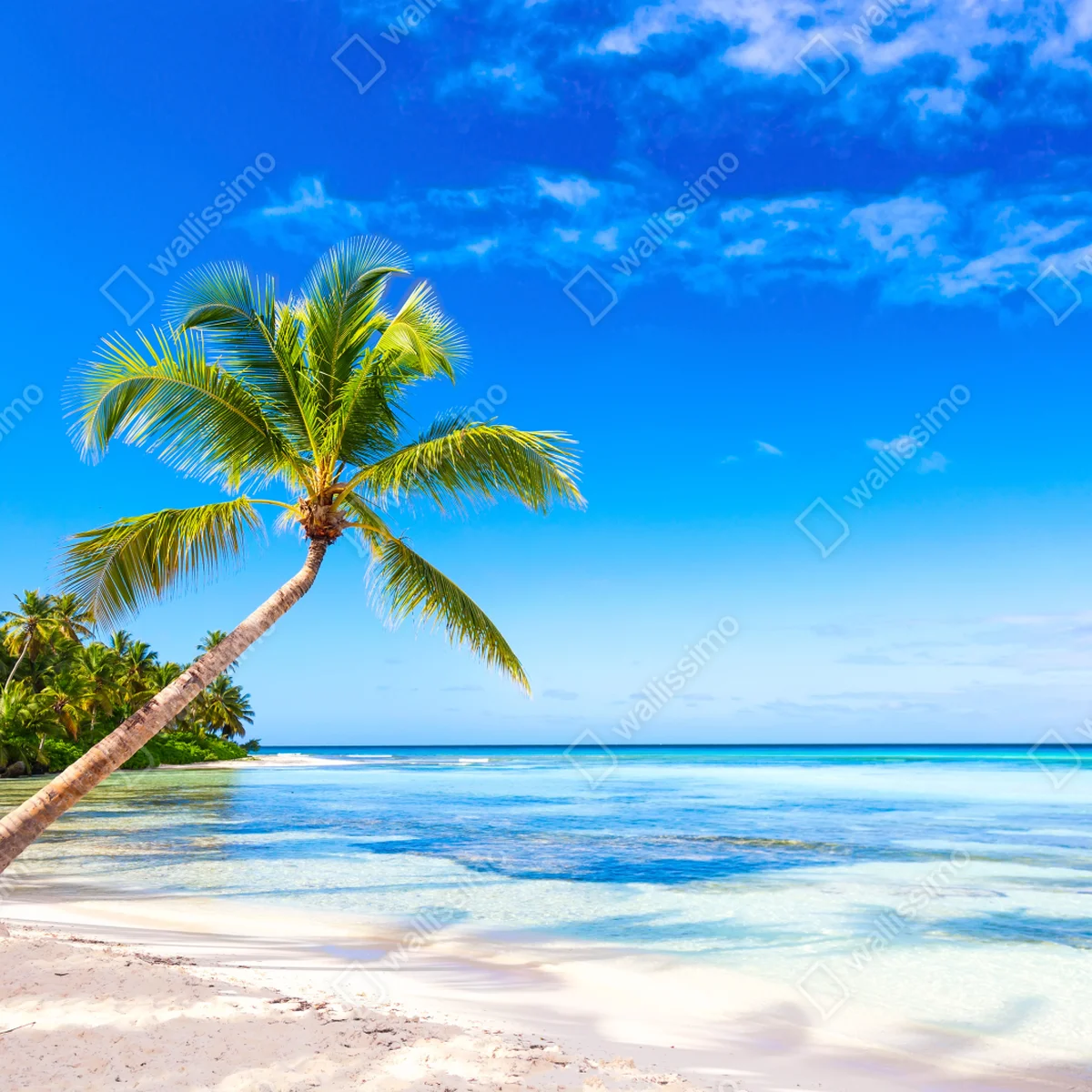 Fototapeta tropikalna plaża z palmą Fototapeta tropikalna plaża z palmą