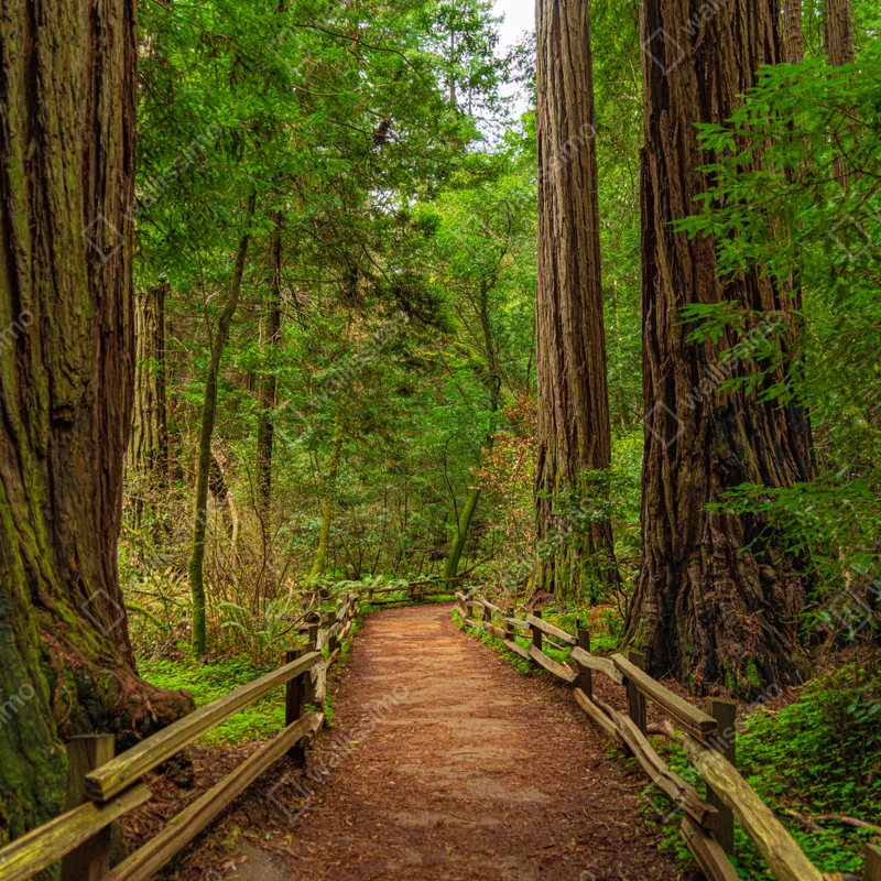 Fensteraufkleber majestätischer waldpfad zwischen mammutbäumen Fensteraufkleber majestätischer waldpfad zwischen mammutbäumen