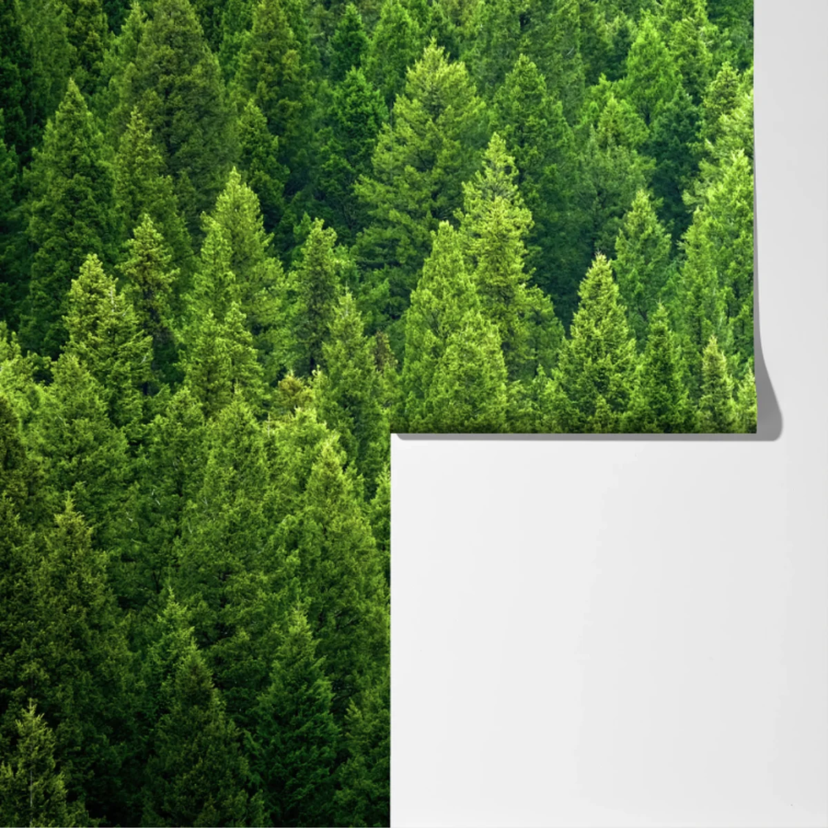 Fototapete üppige kronen eines kieferwaldes Fototapete üppige kronen eines kieferwaldes