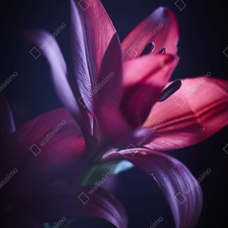 Türaufkleber rote lilie im halbdunkel Türaufkleber rote lilie im halbdunkel