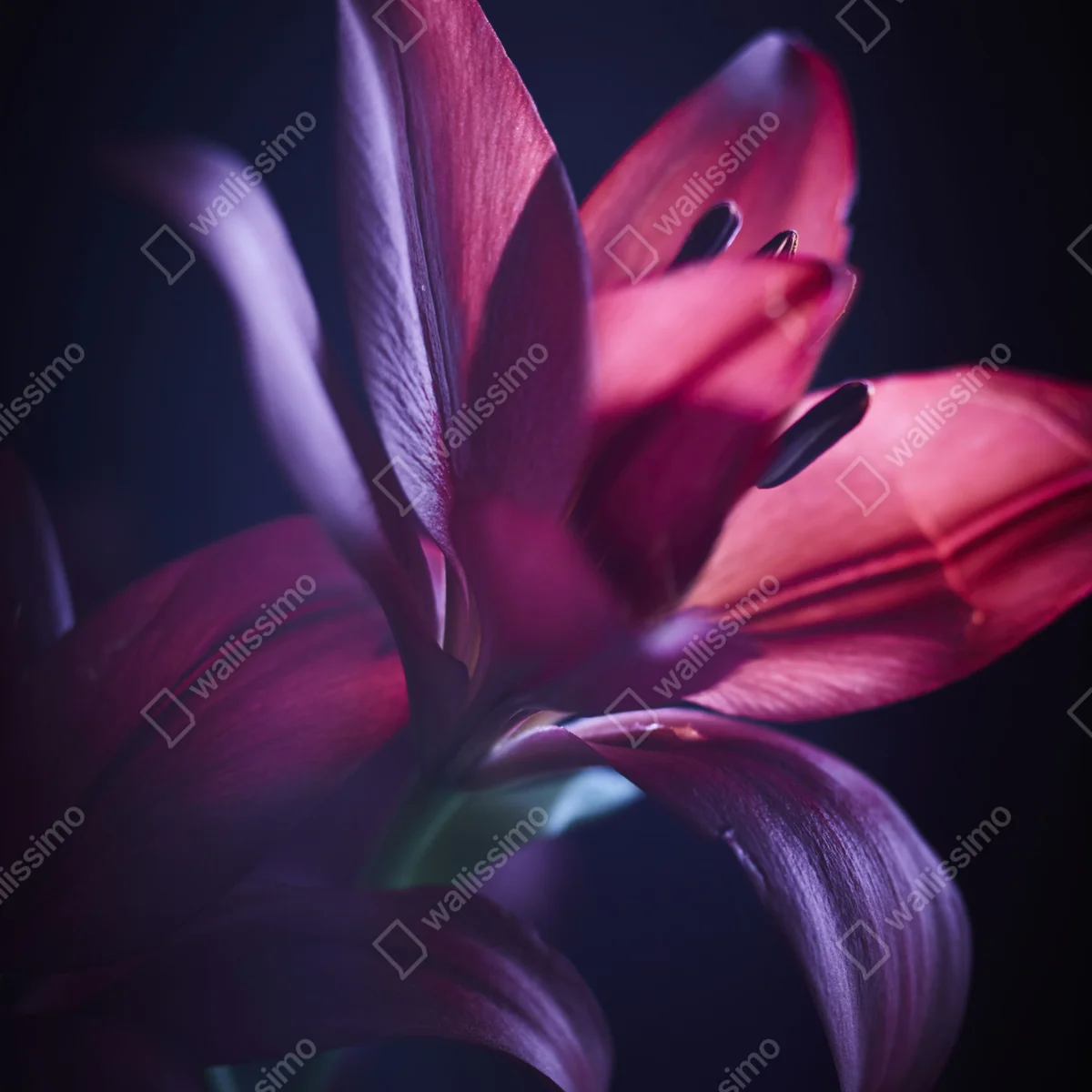 Türaufkleber rote lilie im halbdunkel Türaufkleber rote lilie im halbdunkel