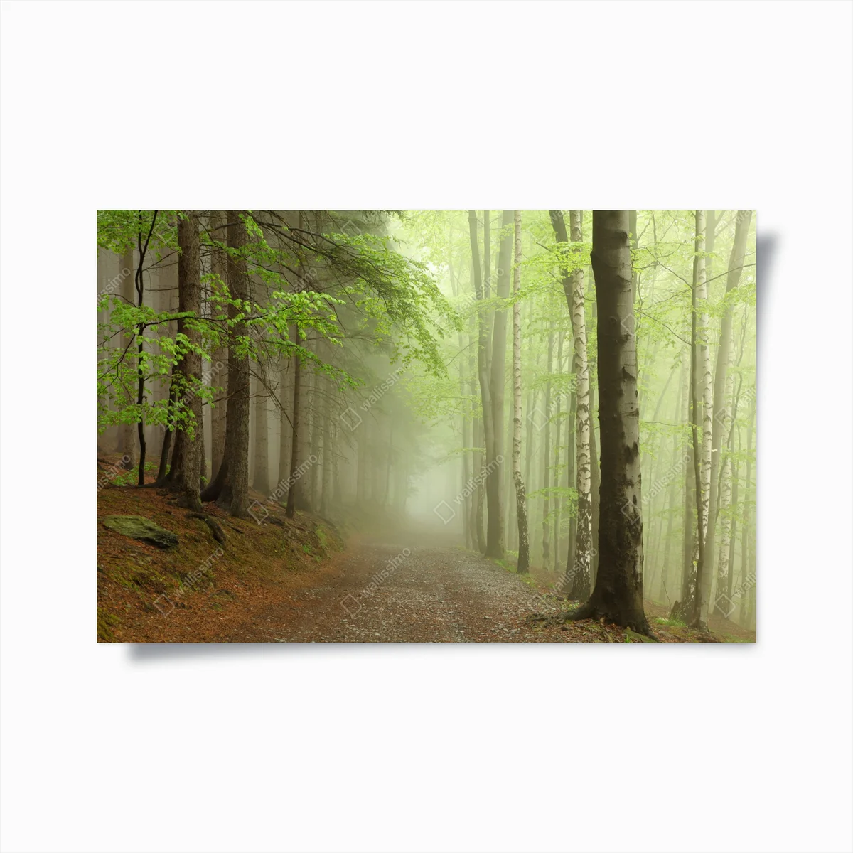 Poster nebliger waldpfad • Poster bei Wallnifity® Poster nebliger waldpfad • Poster bei Wallnifity®