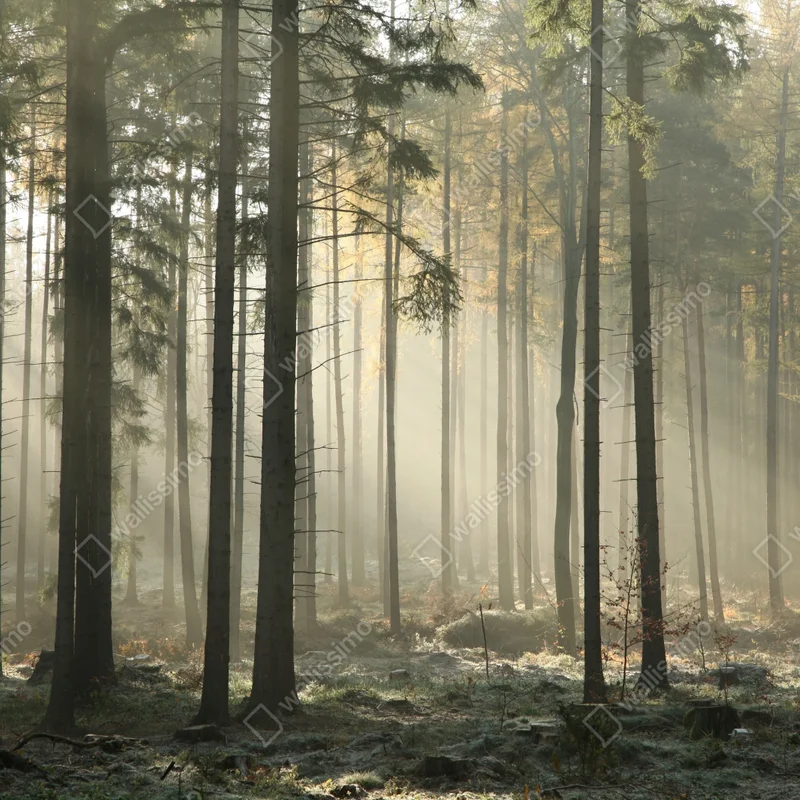 Fototapeta mglisty poranek w lesie z promieniami słońca Fototapeta mglisty poranek w lesie z promieniami słońca