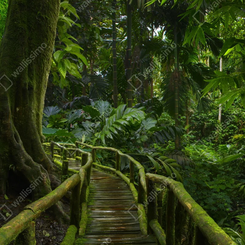 Tischaufkleber und Schreibtischaufkleber ruhiger dschungelsteg durch üppigen regenwald Tischaufkleber und Schreibtischaufkleber ruhiger dschungelsteg durch üppigen regenwald