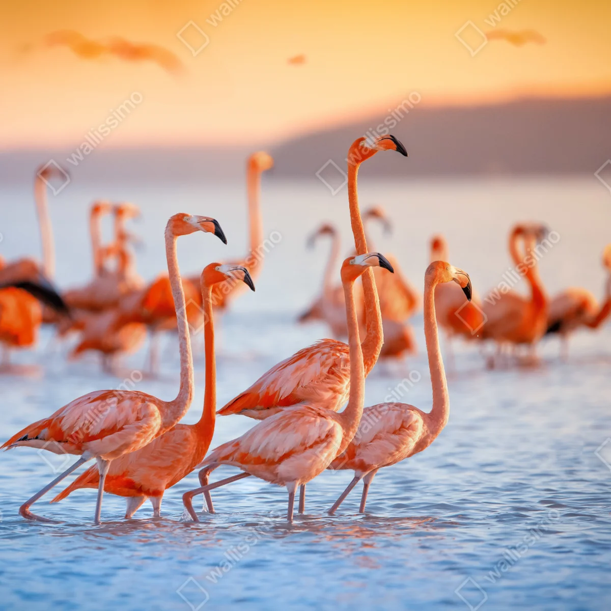 Fensteraufkleber rosa flamingos bei sonnenuntergang Fensteraufkleber rosa flamingos bei sonnenuntergang