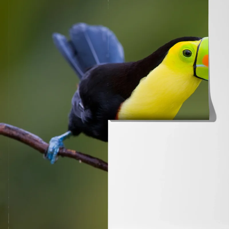 Fototapete lebendiges tukan-porträt Fototapete lebendiges tukan-porträt