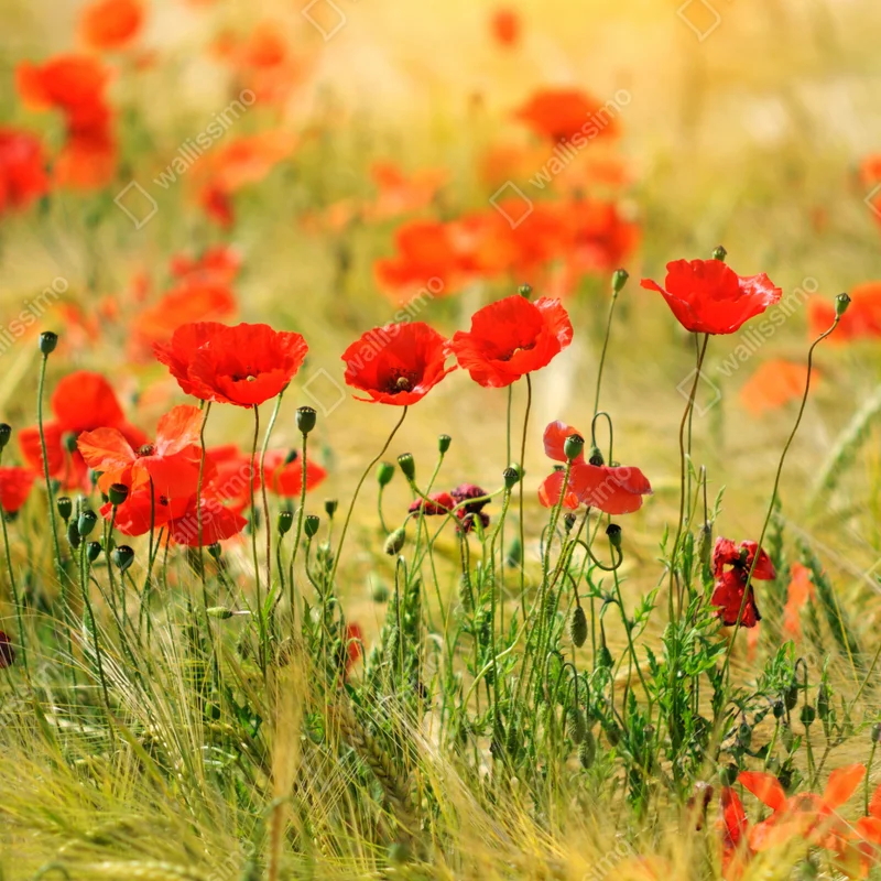 Naklejka na laptopa łąka czerwonych maków w słońcu Naklejka na laptopa łąka czerwonych maków w słońcu