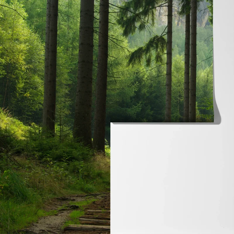 Fototapeta spokojna leśna ścieżka Fototapeta spokojna leśna ścieżka