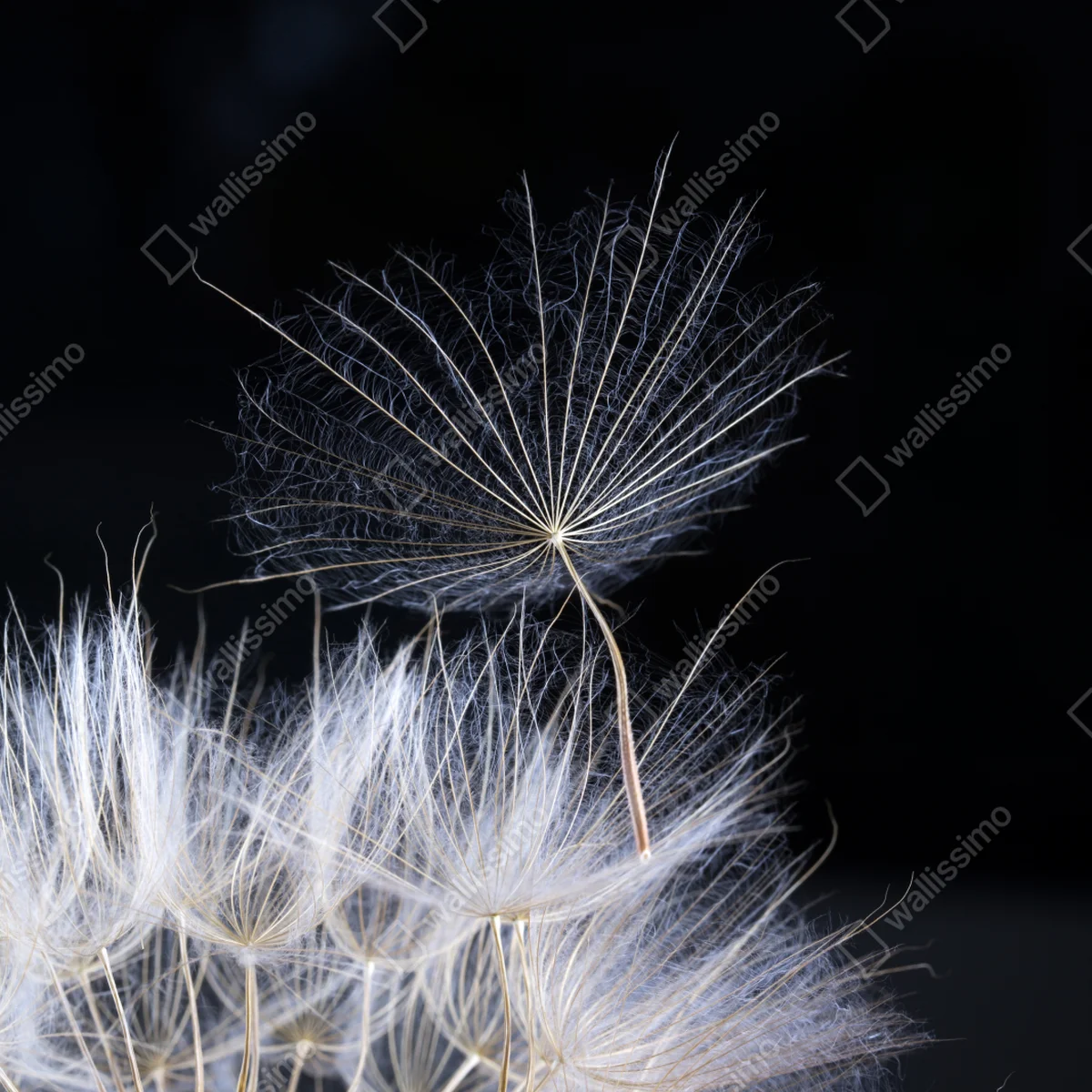 Leinwandbild zarter löwenzahnsamen auf schwarzem hintergrund Leinwandbild zarter löwenzahnsamen auf schwarzem hintergrund