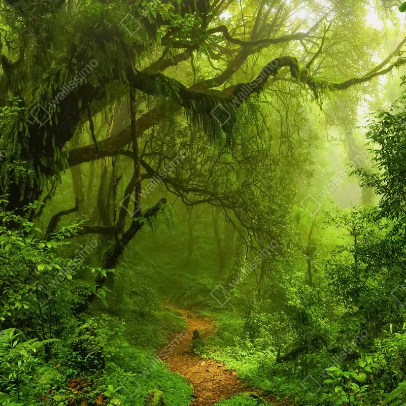Repositionierbarer Aufkleber üppiger grüner waldpfad Repositionierbarer Aufkleber üppiger grüner waldpfad