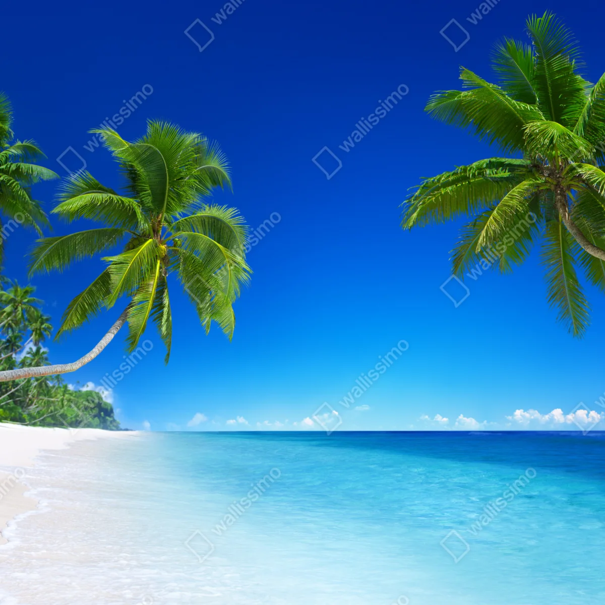 Fototapete tropischer strand mit palmen Fototapete tropischer strand mit palmen