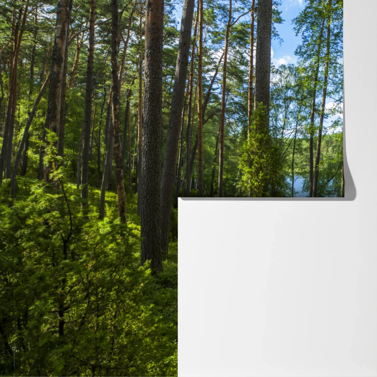 Fototapeta spokojny las sosnowy nad jeziorem Fototapeta spokojny las sosnowy nad jeziorem