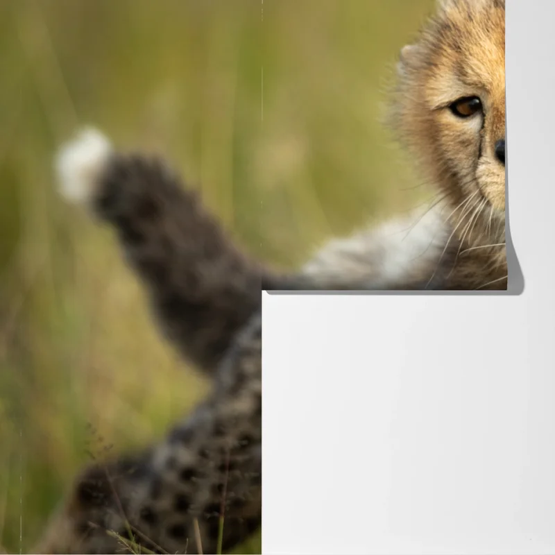 Fototapeta matka geparda przytulająca młodego Fototapeta matka geparda przytulająca młodego