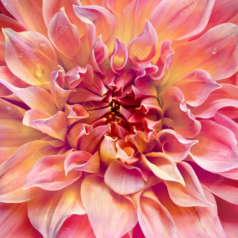 Türaufkleber rosa dahlie nahaufnahme Türaufkleber rosa dahlie nahaufnahme