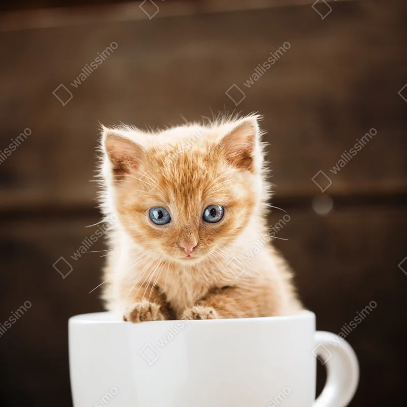 Poster rötliches kätzchen in einer teetasse Poster rötliches kätzchen in einer teetasse