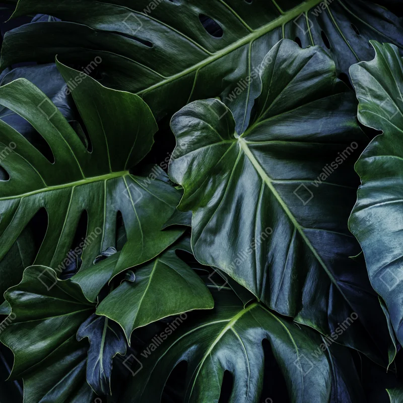 Fototapete üppige tropische monstera-blätter Fototapete üppige tropische monstera-blätter