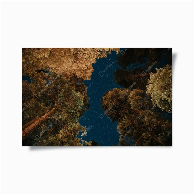 Poster Nachtansicht der Baumkronen im Yosemite National Park, Vereinigte Staaten • Poster bei Wallnifity® Poster Nachtansicht der Baumkronen im Yosemite National Park, Vereinigte Staaten • Poster bei Wallnifity®