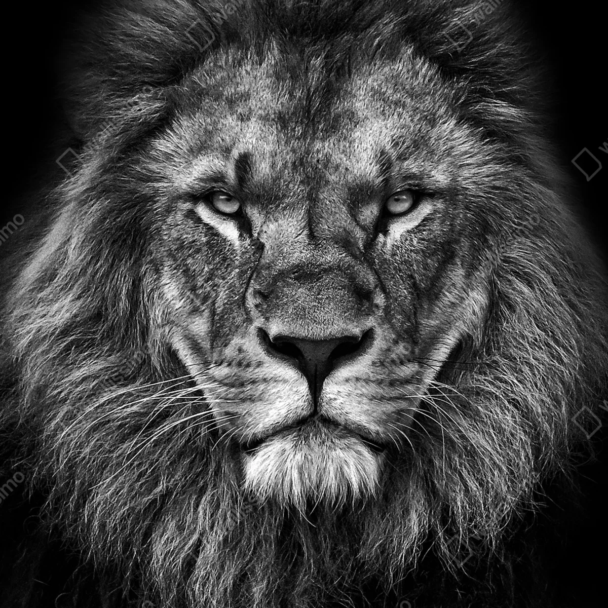 Fototapete majestätisches löwenportrait in monochrom Fototapete majestätisches löwenportrait in monochrom