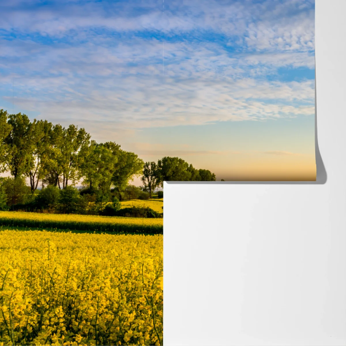 Fototapete sonnenbeschienenes rapsfeld im abendlicht Fototapete sonnenbeschienenes rapsfeld im abendlicht