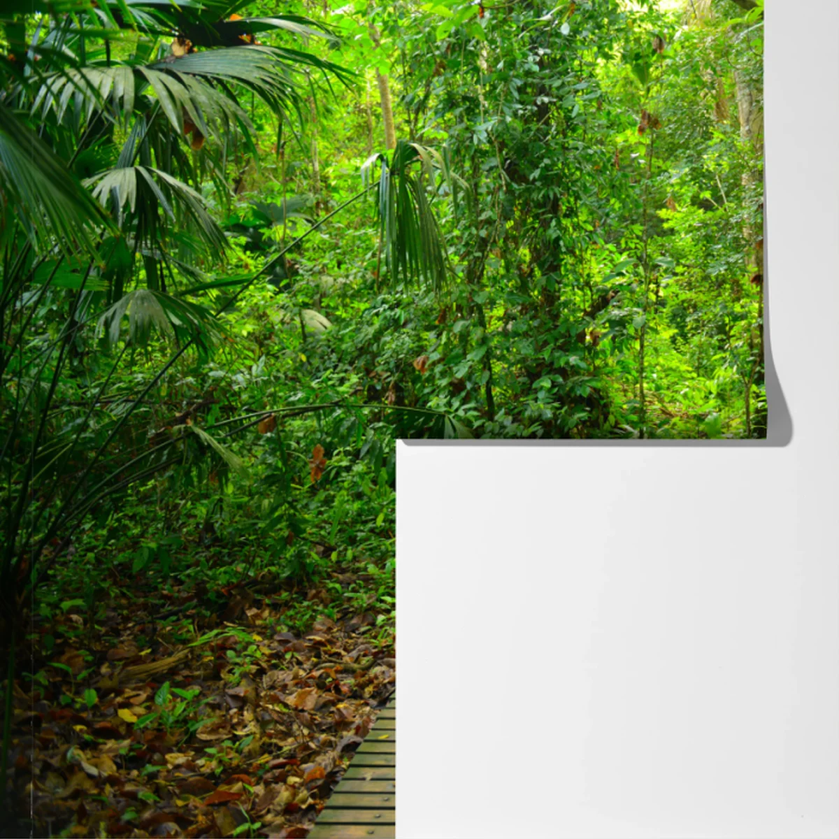 Fototapete tropischer steg im üppigen wald Fototapete tropischer steg im üppigen wald