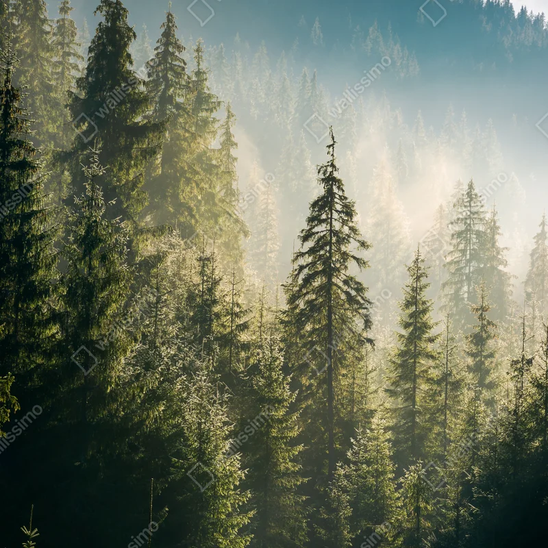 Repositionierbarer Aufkleber nebliger fichtenwald im morgenlicht Repositionierbarer Aufkleber nebliger fichtenwald im morgenlicht